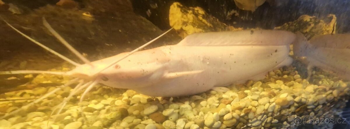 Keříčkovec žabí - 2