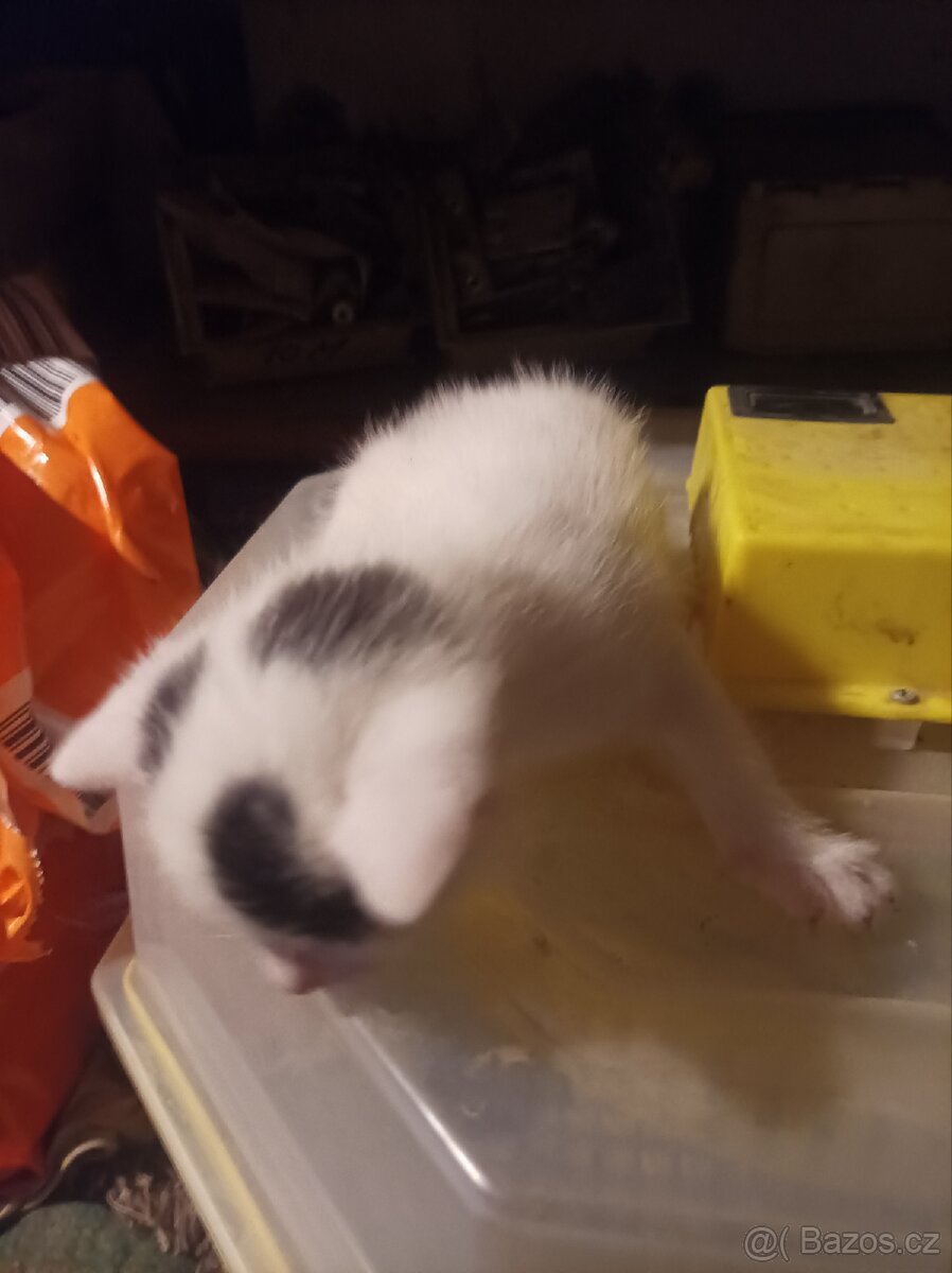 Darují 4 odběr hned zvyklé i na psi - 2