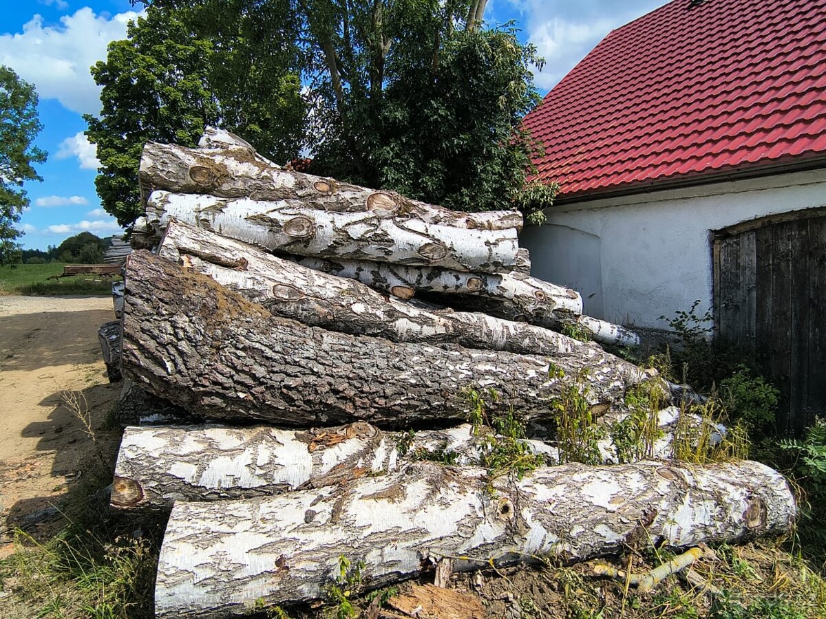Prodám kulatinu - břízu - 2