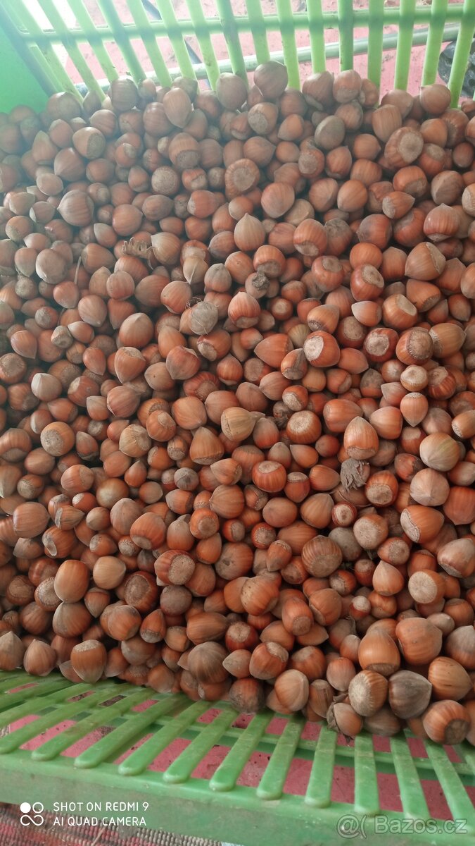 Lískové oříšky - 2