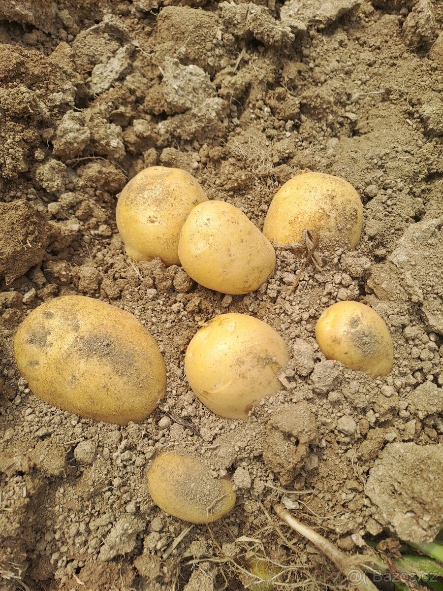 Sadbové brambory - 2