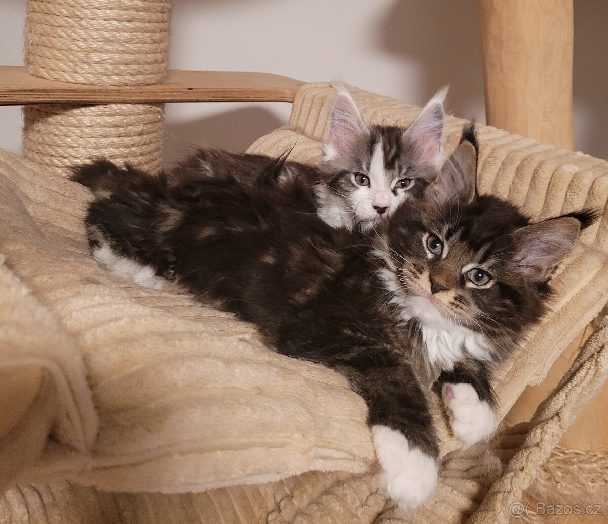 Mainská mývalí koťátka s PP - 2