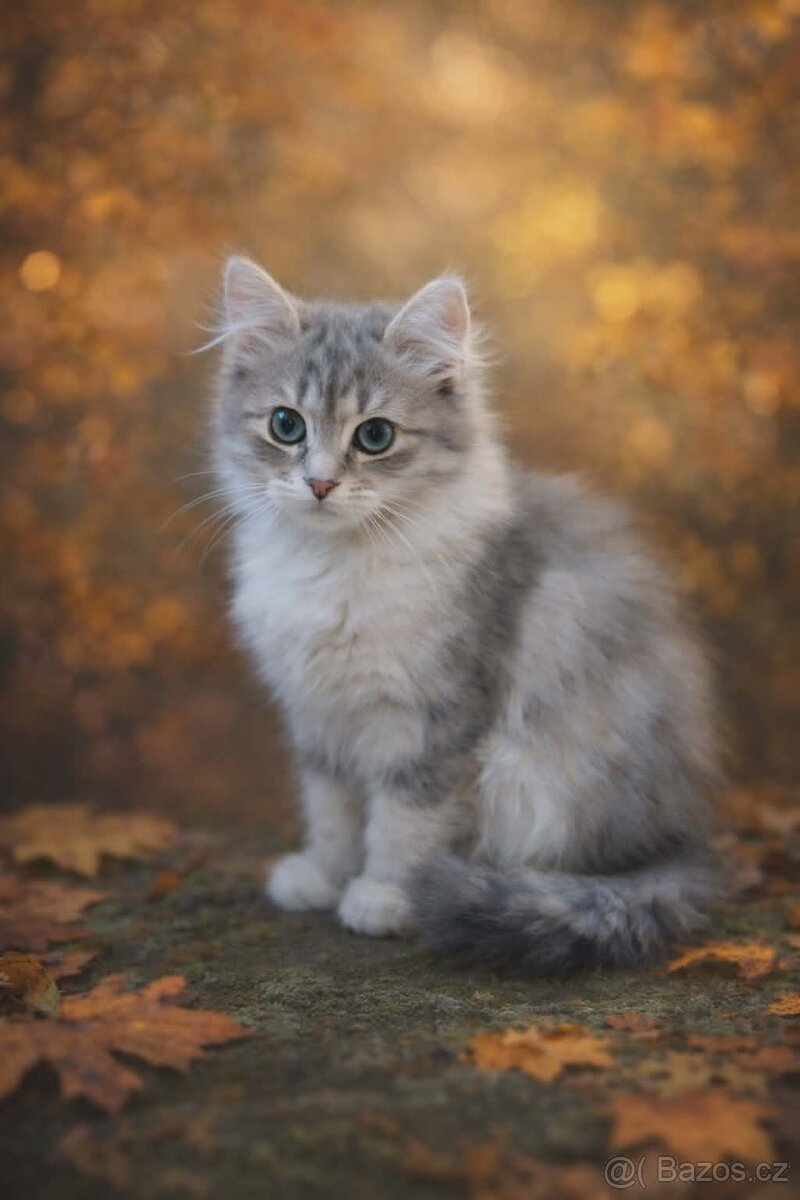 Sibiřská kočka s PP - 2