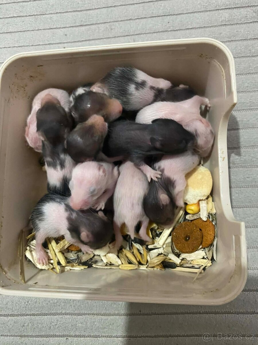 Křeček Syrský nar. 9.2.2026 - 2