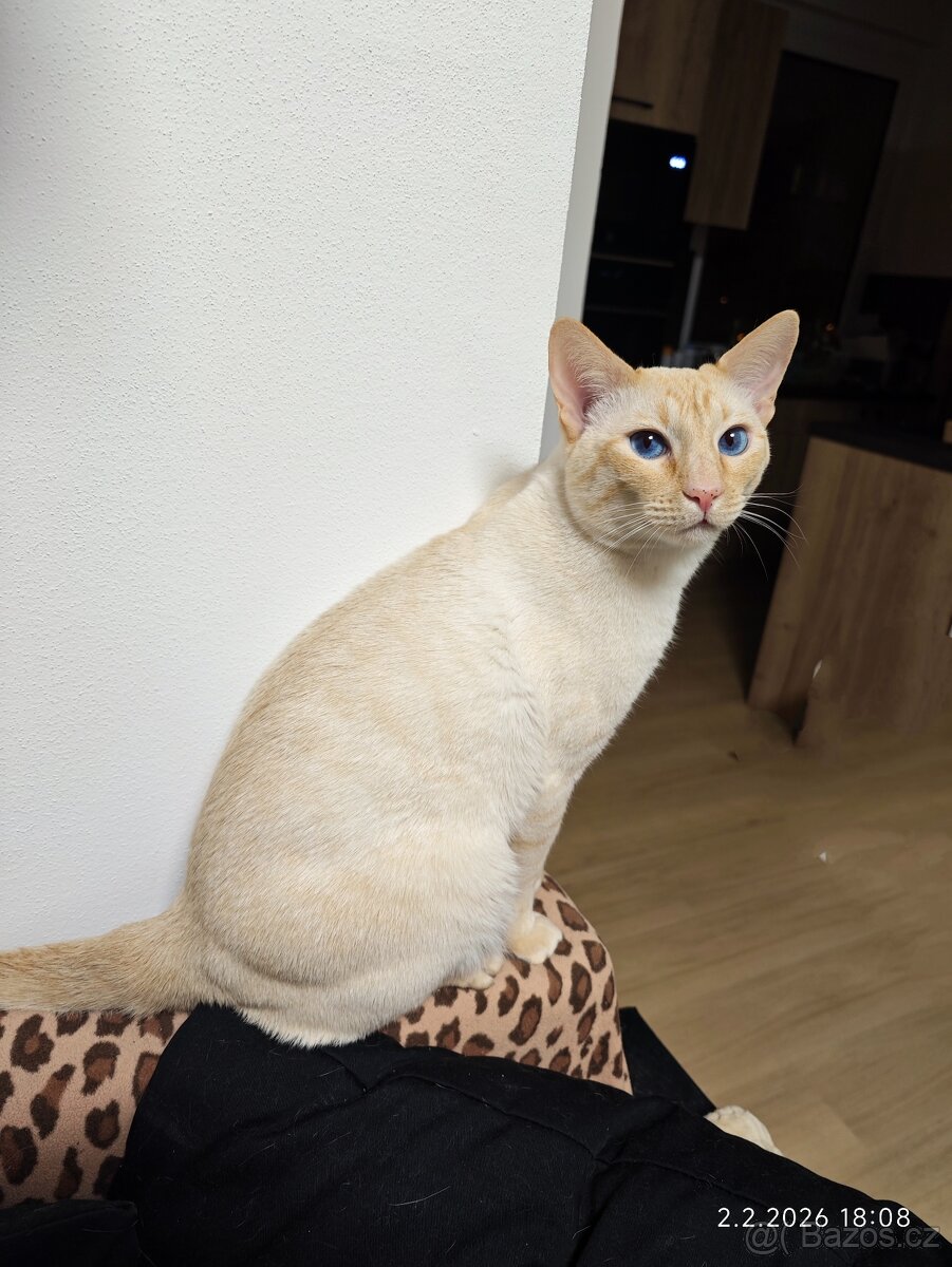 Nabízíme krytí Siamským kocourkem FLAME POINT - 2