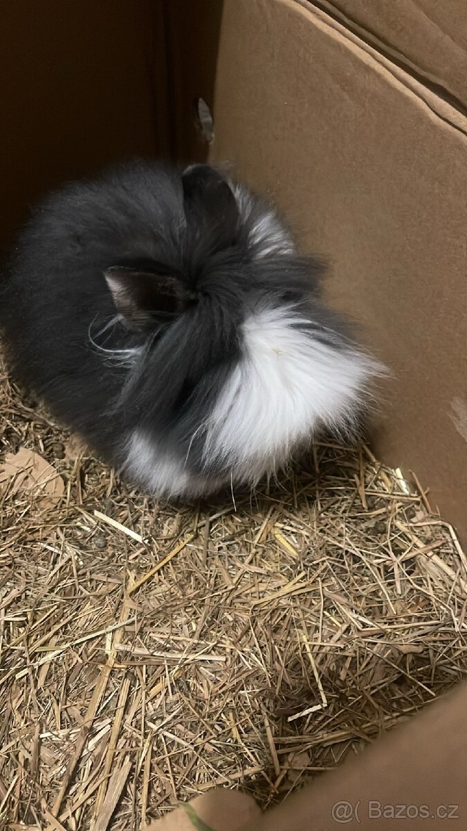 Prodám králíčka teddy samičku - 2