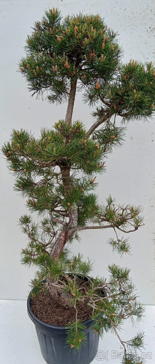 Velký Bonsai Borovice - 2