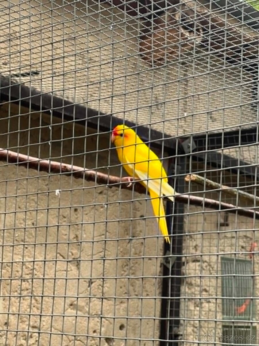 Kakariky - 2