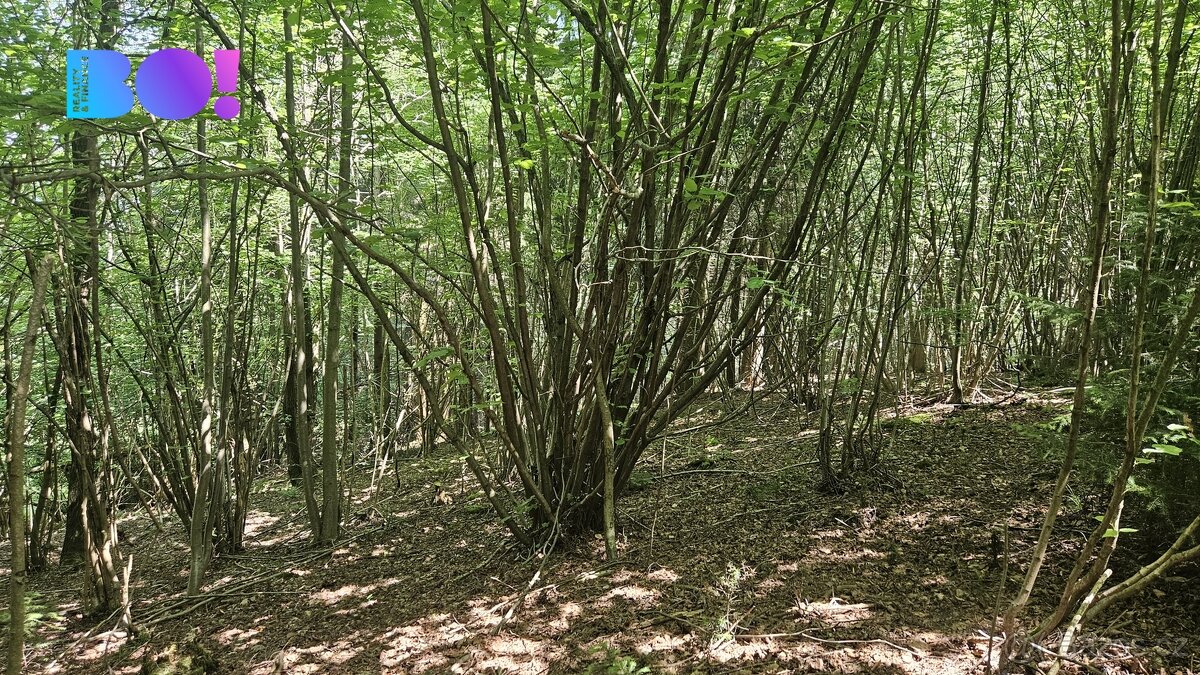 Prodej lesa, 14596 m2, Valašská Polanka - 2