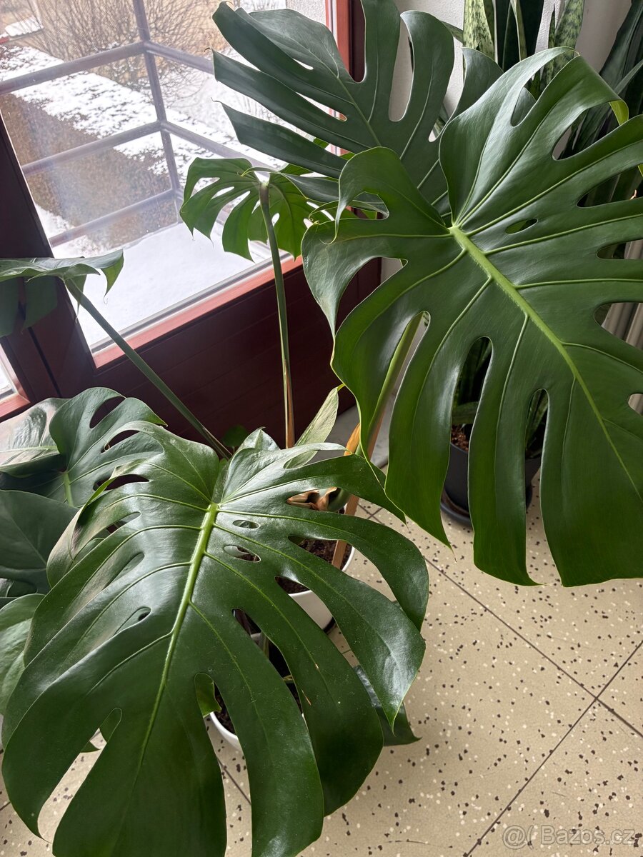 Velká monstera - 2