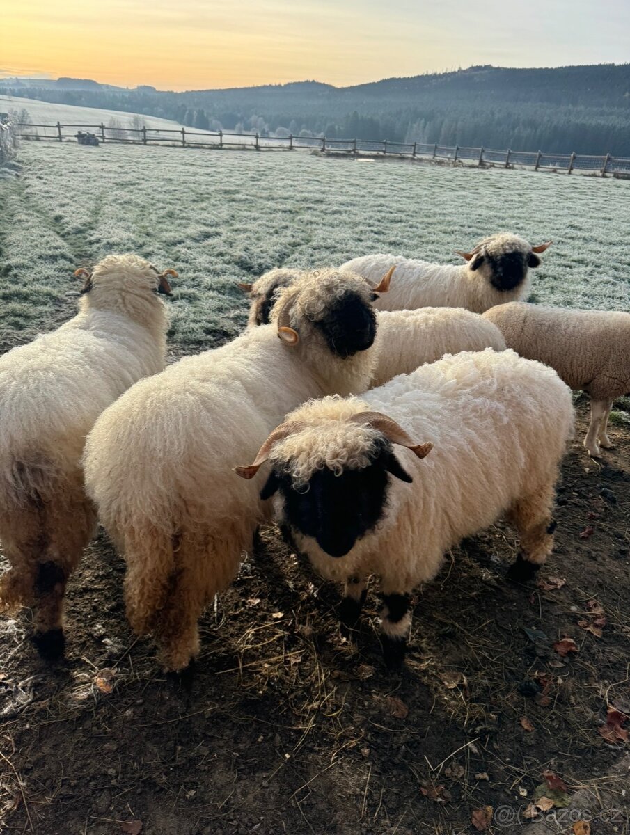 walliserská černonosá ovce - 2