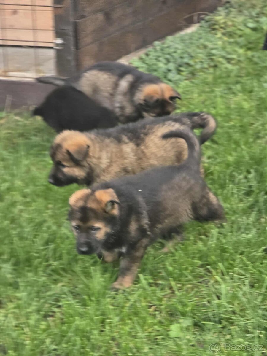 Německý ovčák - 2