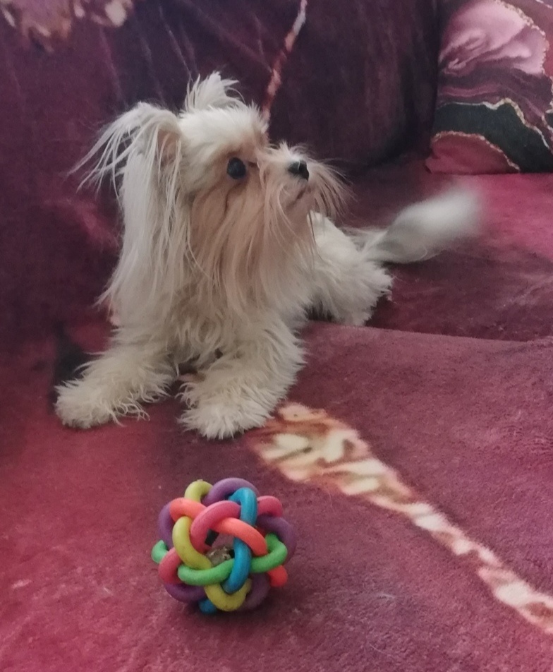 Biewer-drobná, téměř bílá fenka - 2