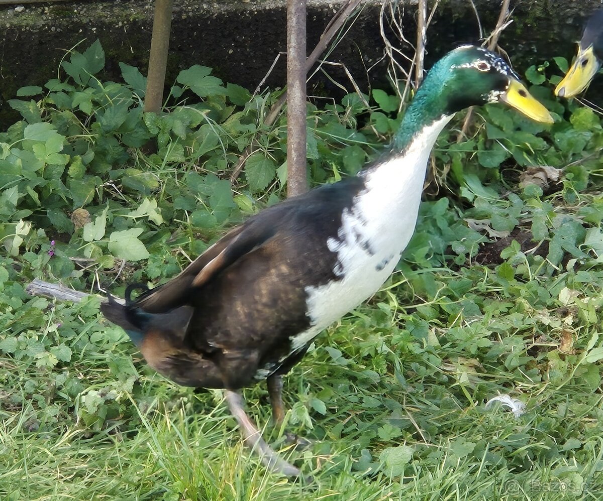 Prodám letošní indické běžce - kačery - 2