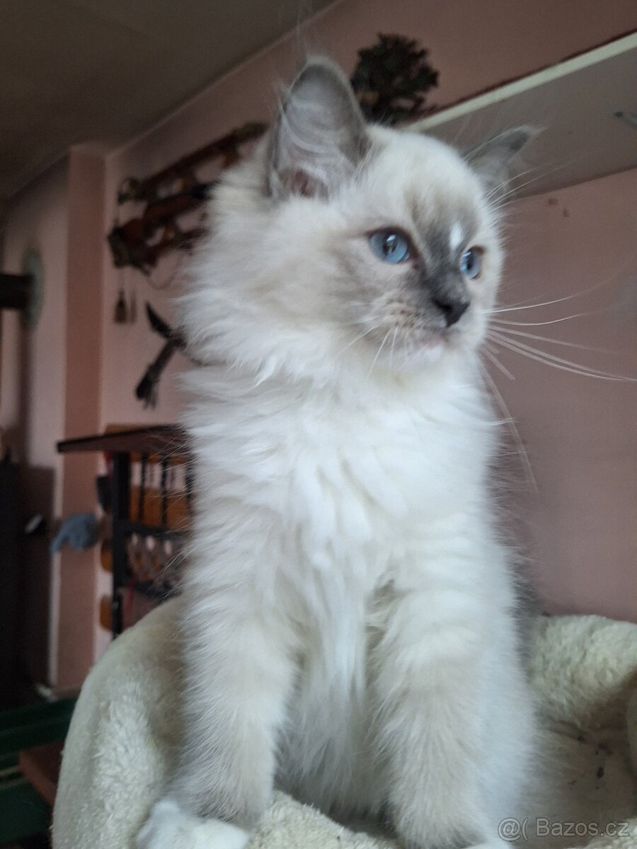 Krasny kocourek s pp - 2