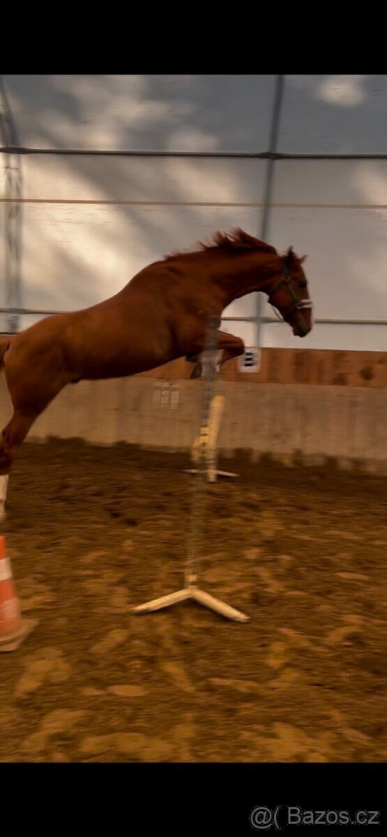 prodám 8 letého valacha - 2