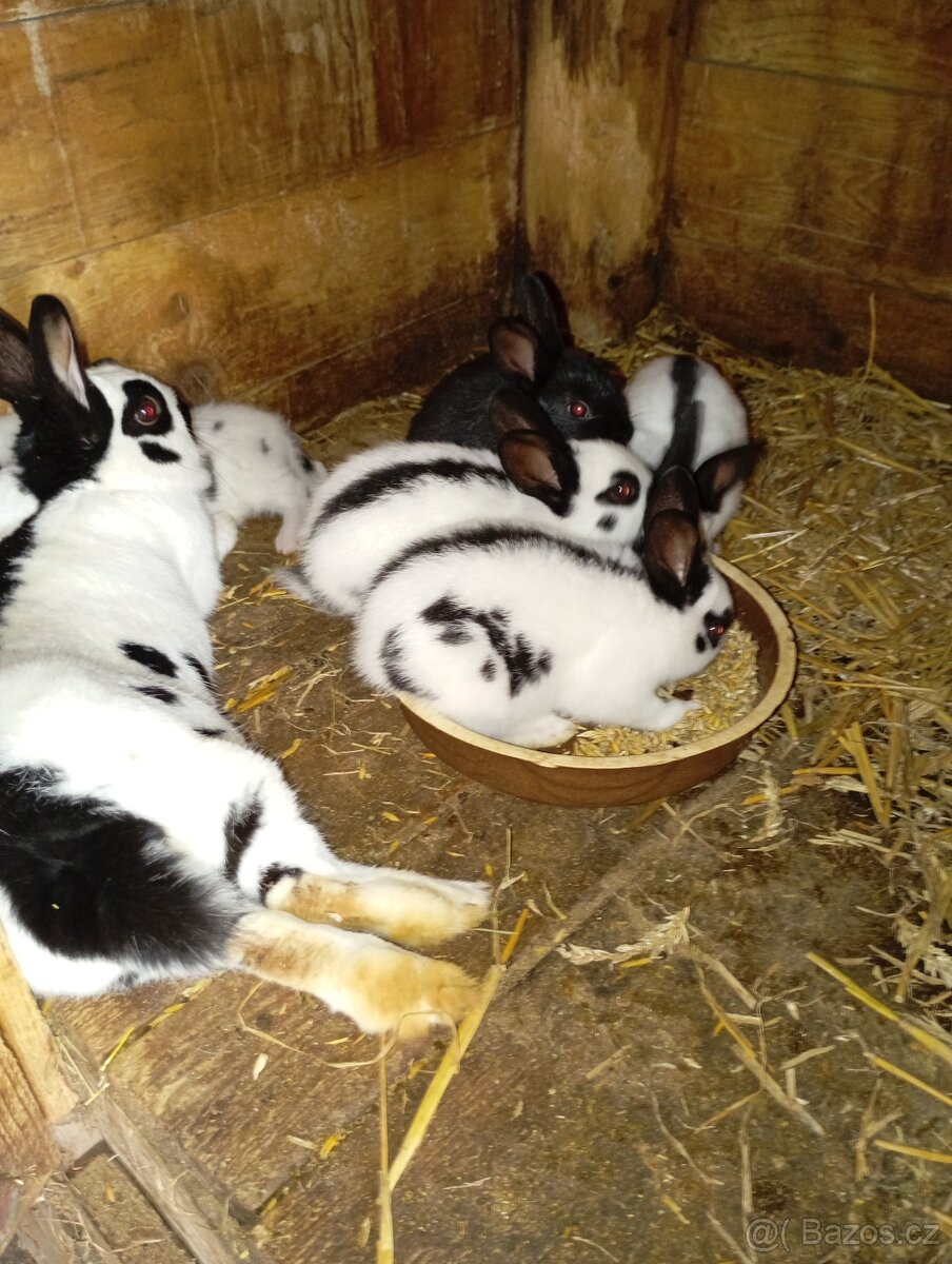 Český strakáč - 2