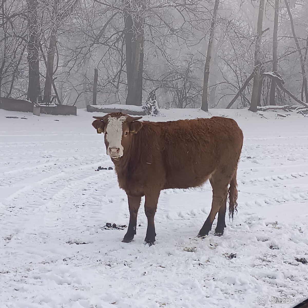 jalovice limusín - 2