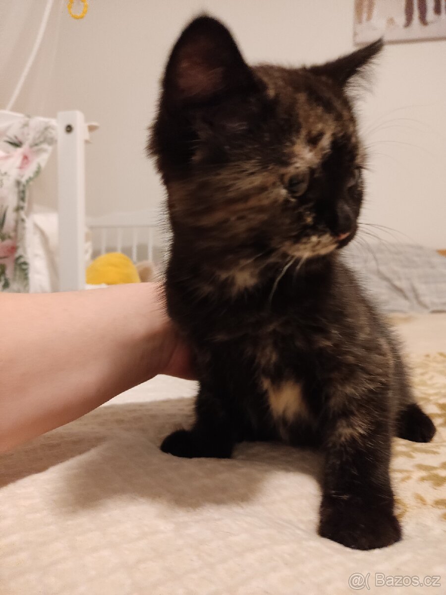 Polu britská kočička - 2