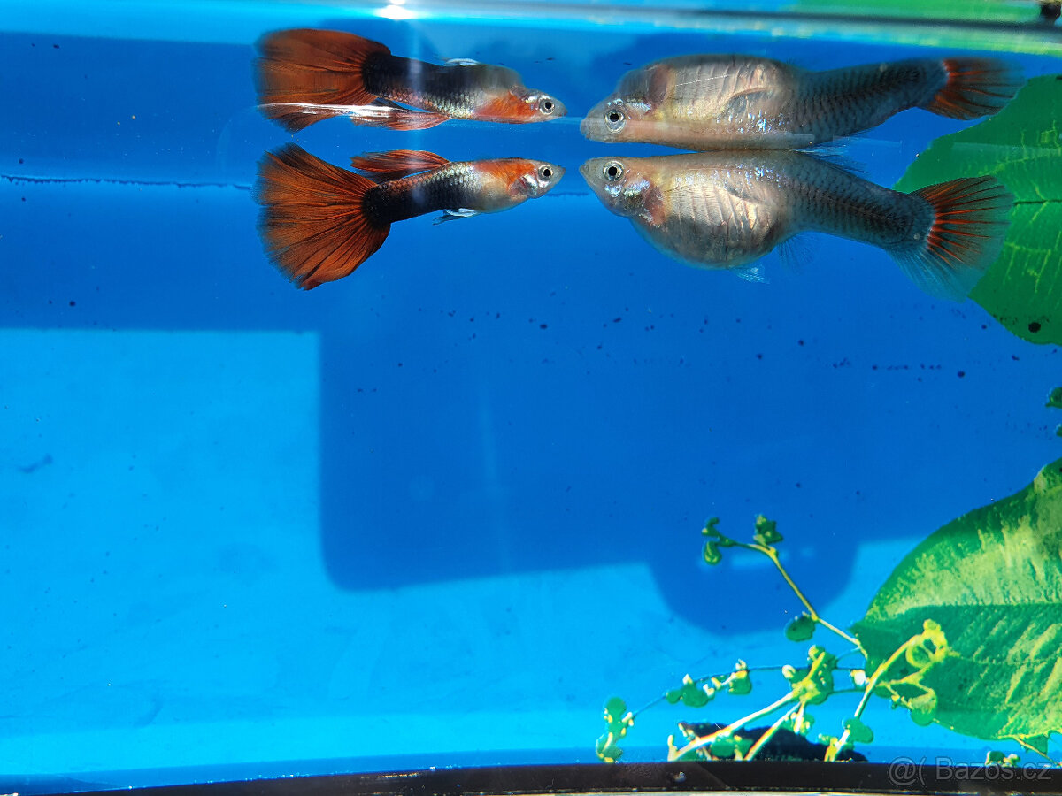 akvarijní ryby od chovatele - 2