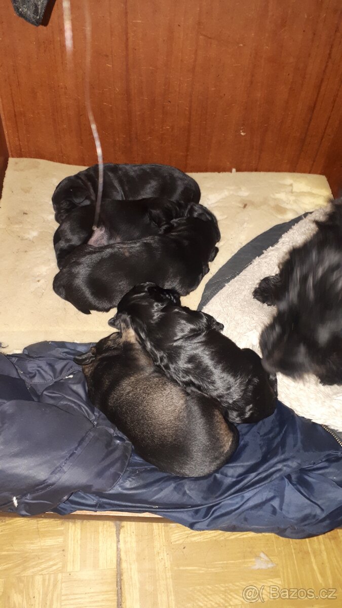 Štěňata - 2