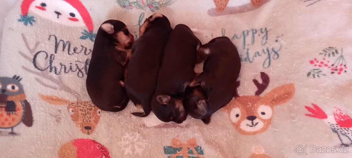 Yorkšírský teriér Havířov - 2