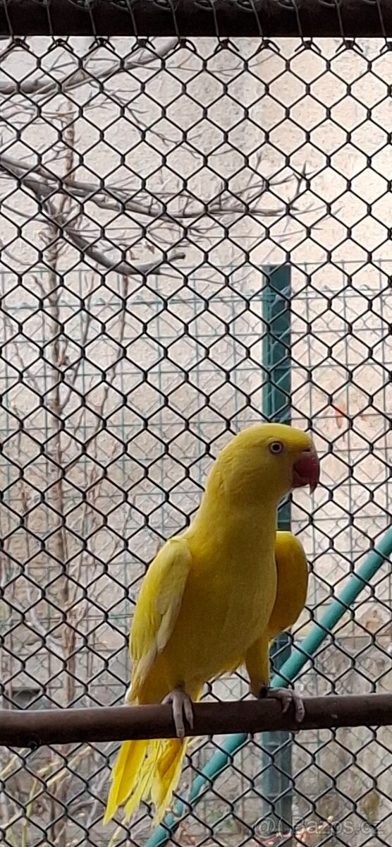 Alexandr malý lutino - 2