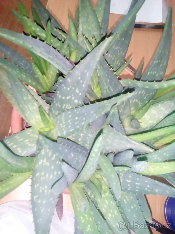 Haworcie,aloe,pryšec - 2