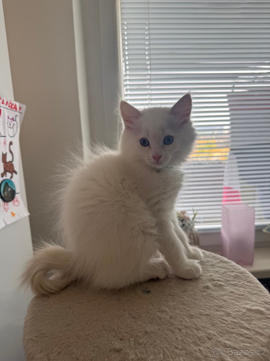 Ragdoll - 2