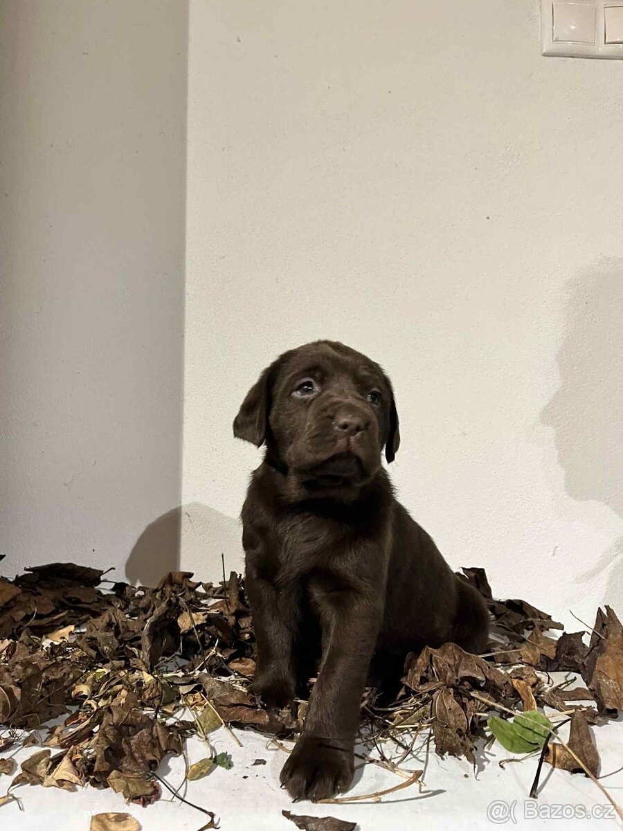 Labradorský retrívr - 2