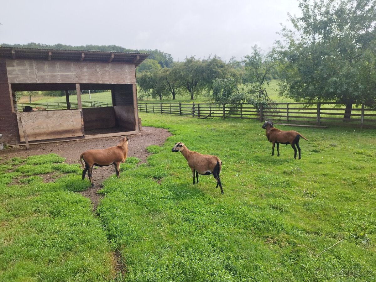 Kamerunské jehničky a beránci - 2