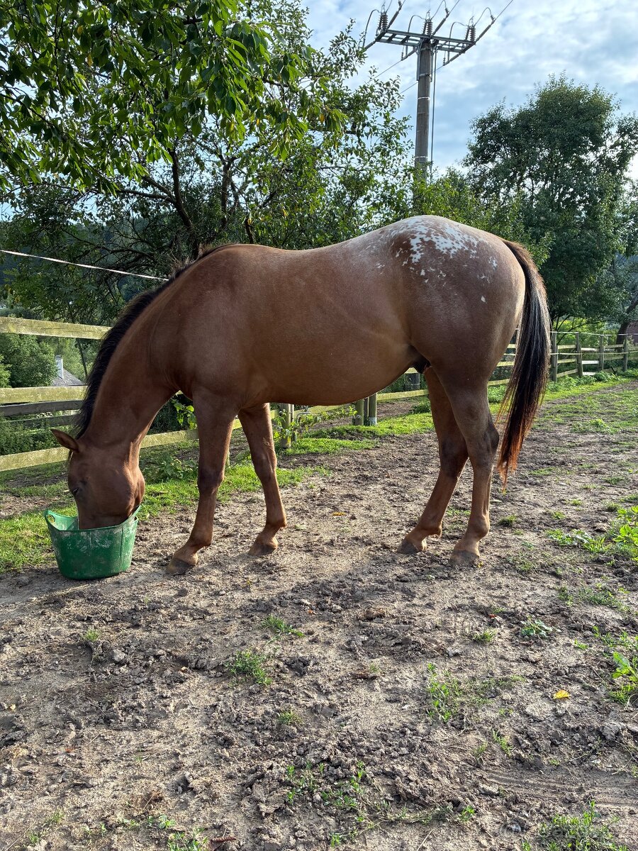 Hřebec qh/appalosa - 2