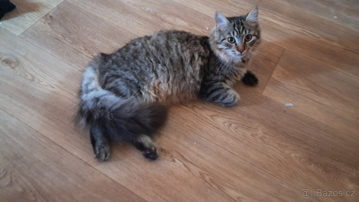 Daruji 8 měsíční kotě bez PP - Norská kočka mix - 2