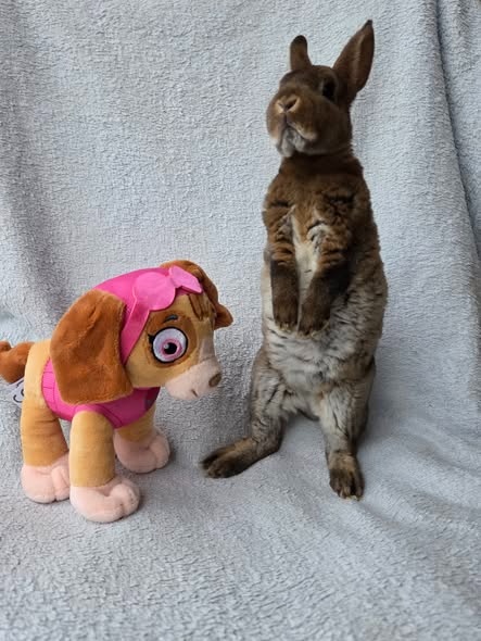 Mini rexíci k odběru ihned - 2