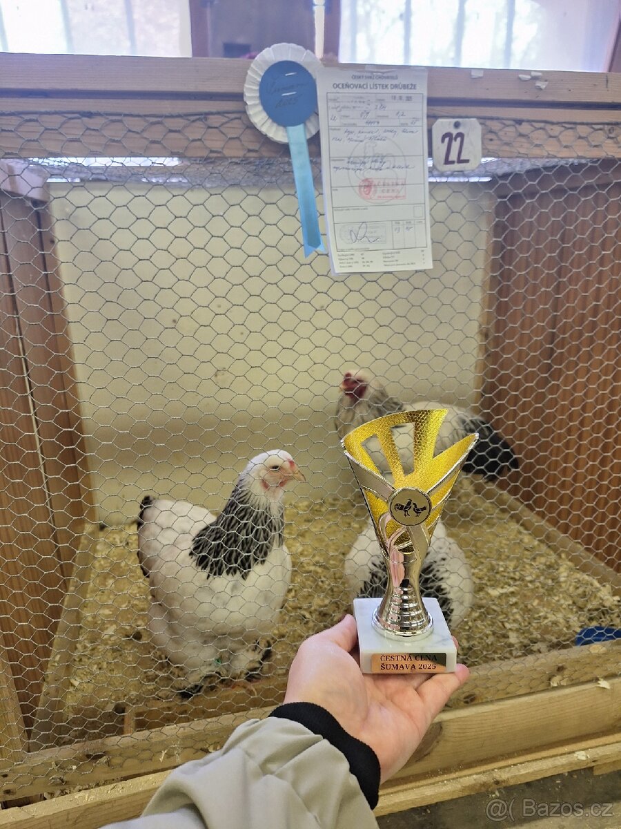 Zdr. Brahmánka bílá kolumbijská - 2