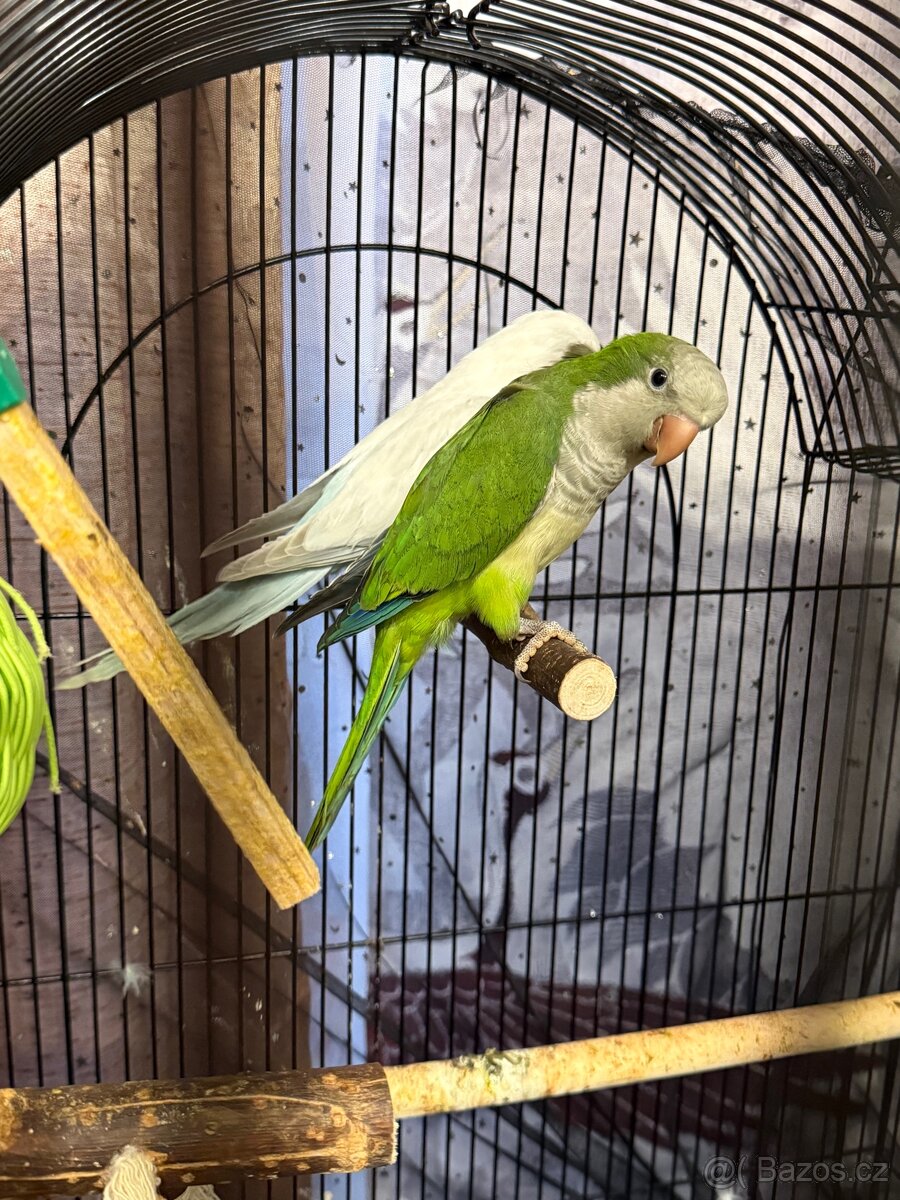 Prodám pár mnišek šedých - 2