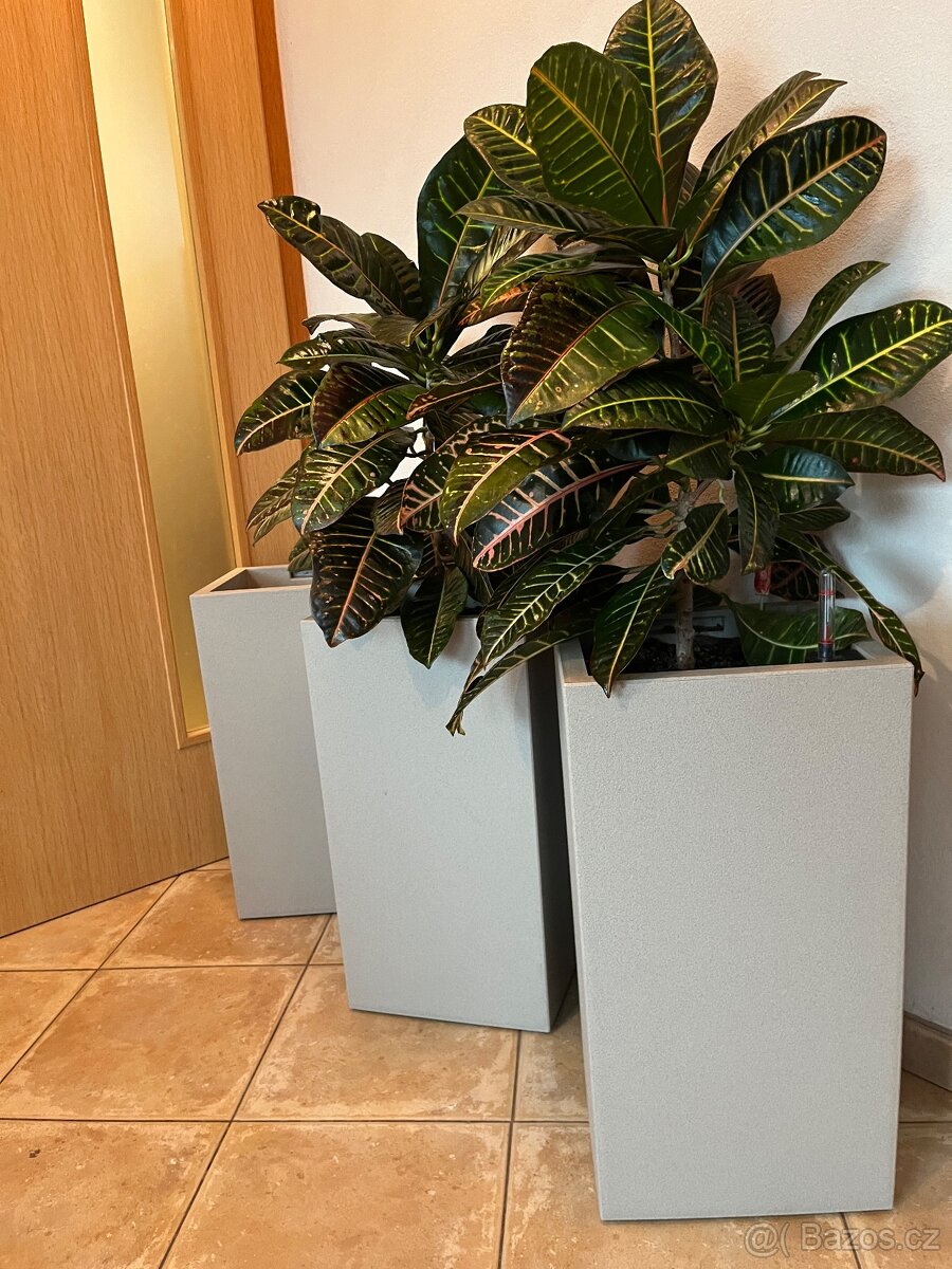 Dva vzrostlé krotony v samozavlažovacích květináčích Lechuza - 2