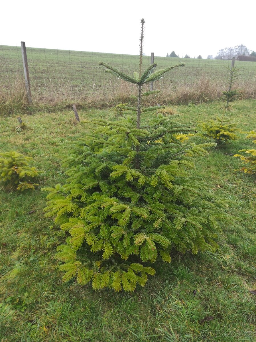 Vánoční stromky - jedle kavkazská - Nordmann - 2