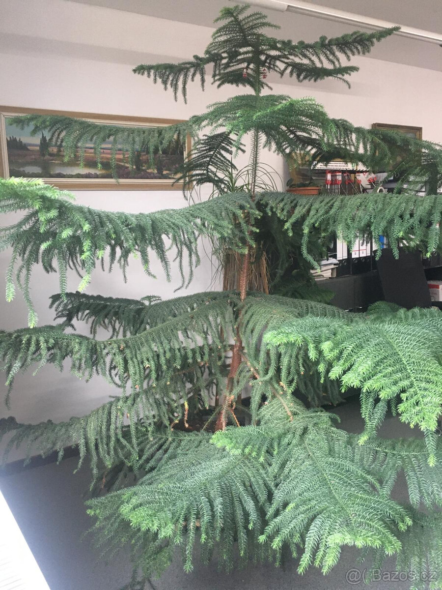 ARAUCARIA HETEROPHYLLA - 2