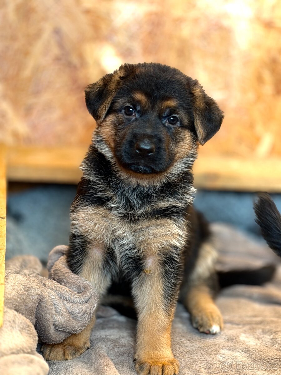 Německý ovčák štěňata - 2