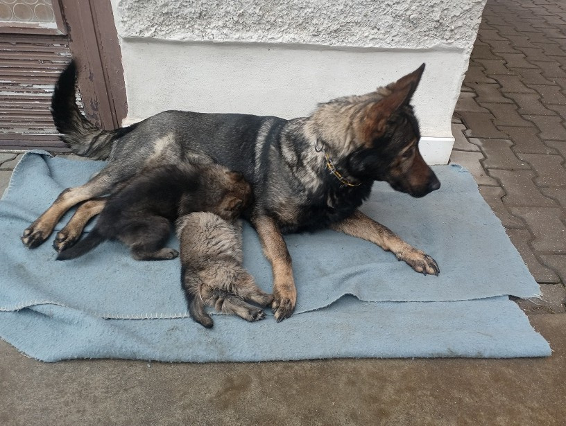 Německý ovčák štěnata s PP - 2