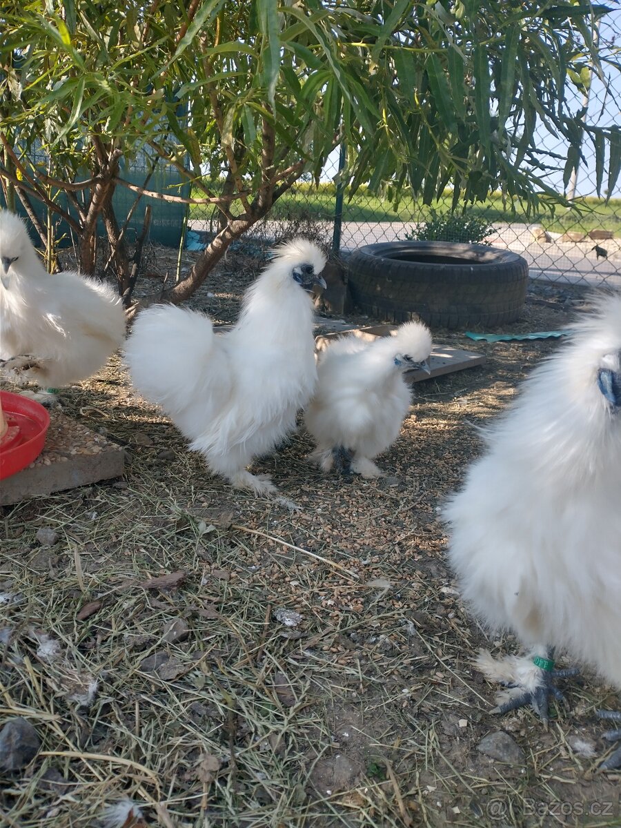 Hedvábnička zdrobnělá - 2