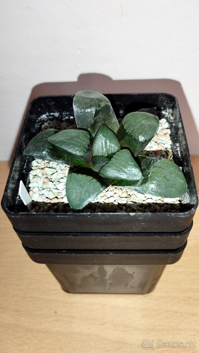 Haworthia bayeri x springbokvlakensis ( sukulent ) - 2