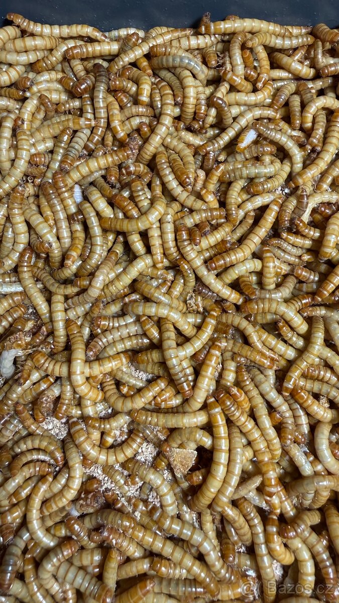 Moučný červ - živé - 2