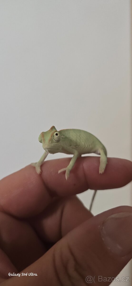 Chameleon jemenský - 2