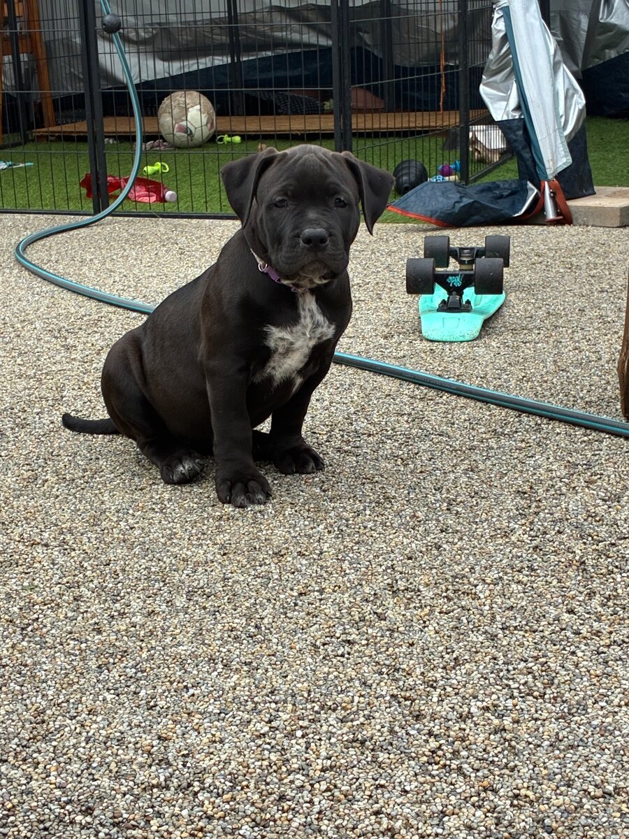 American bully XL - 2