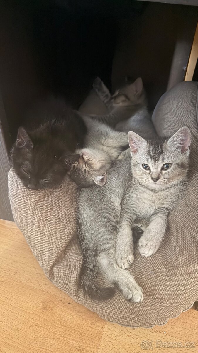 🐾 Prodám britská koťátka 🐾 - 2