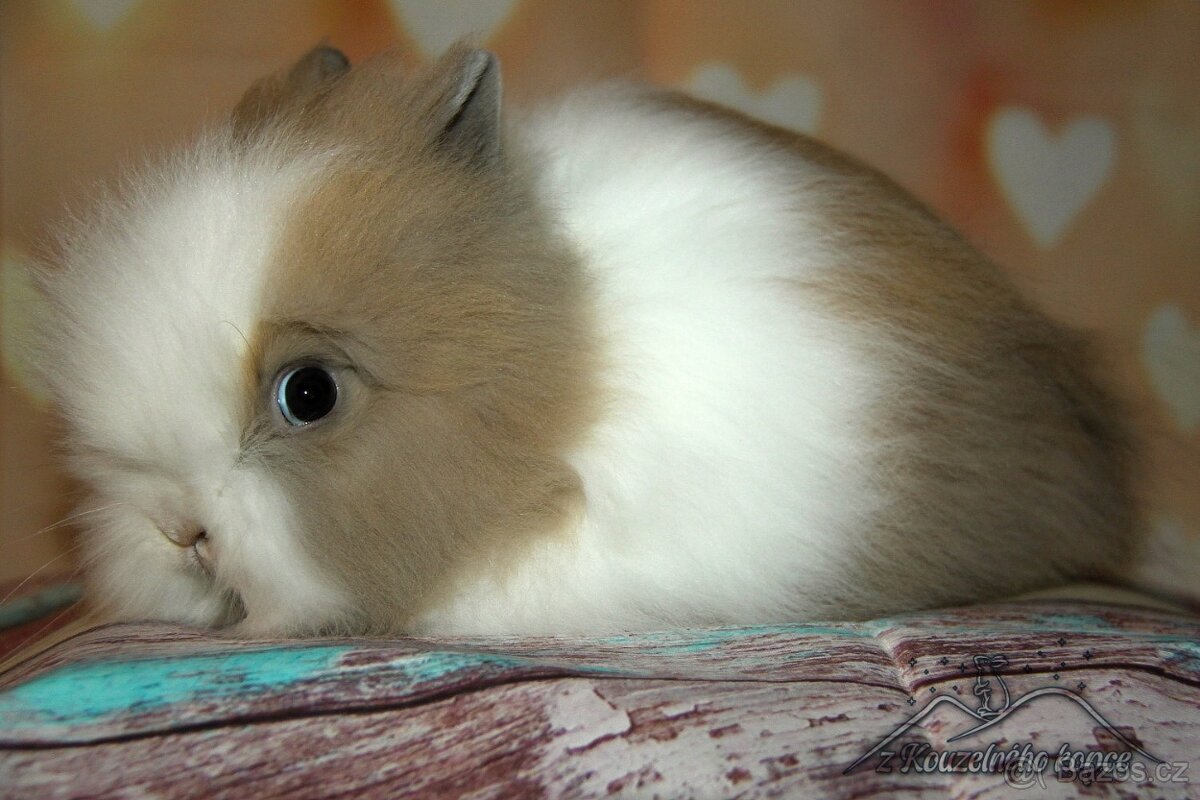 Zakrslý králíček Teddy s VP/samička YANNA_ doprava po ČR - 2