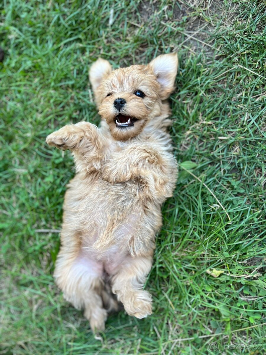 Prodám štěně - 2