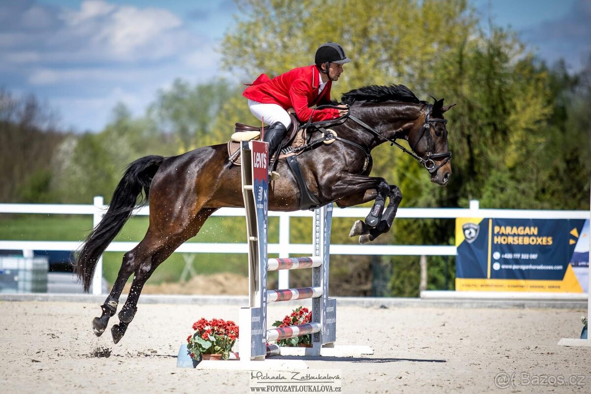 Charakterní kobyla do sportu - 2